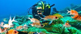 A picture of a diver underwater with fish swimming around them