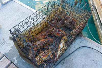 The Lowdown on the Caribbean - BVI Lobster