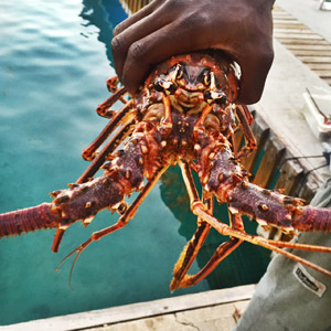 The Lowdown on the Caribbean - BVI Lobster