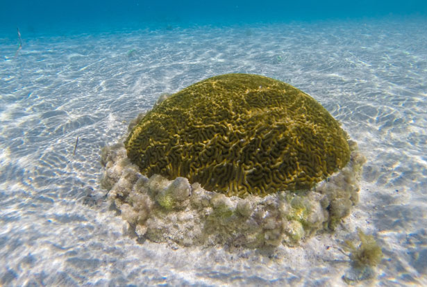 underwater1