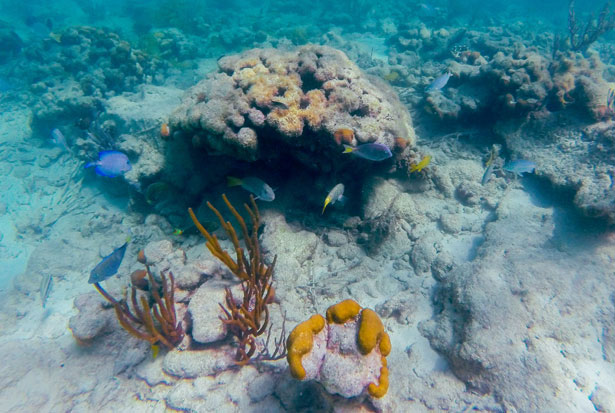 underwater2
