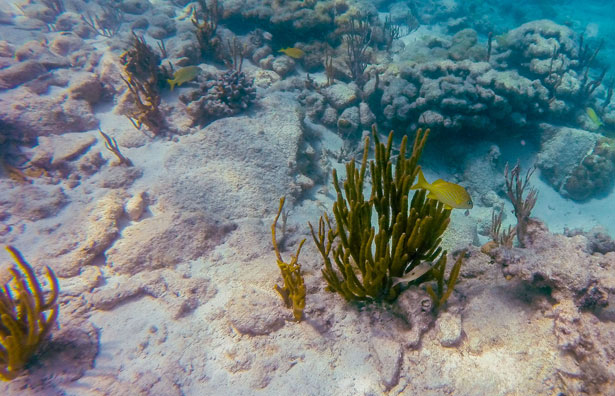 underwater3